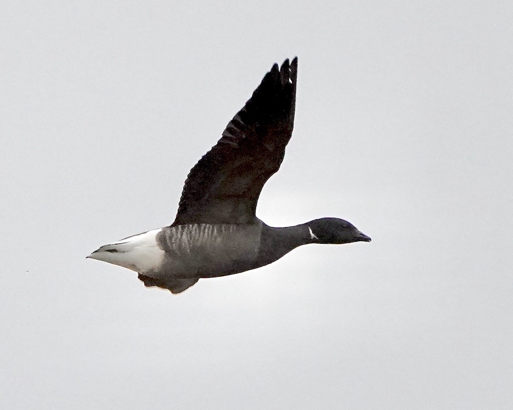 Brent goose